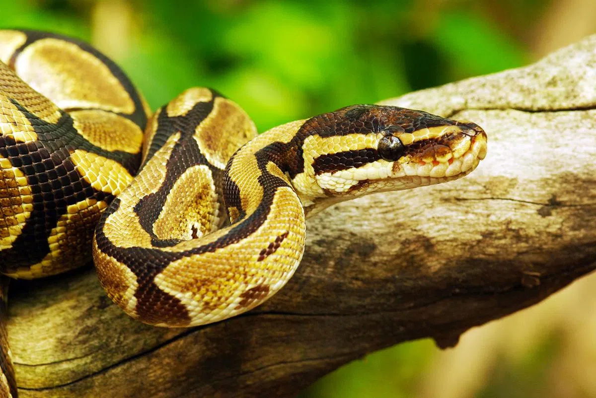 野生蟒蛇的体内可能有大量的寄生虫。（ALAMY）