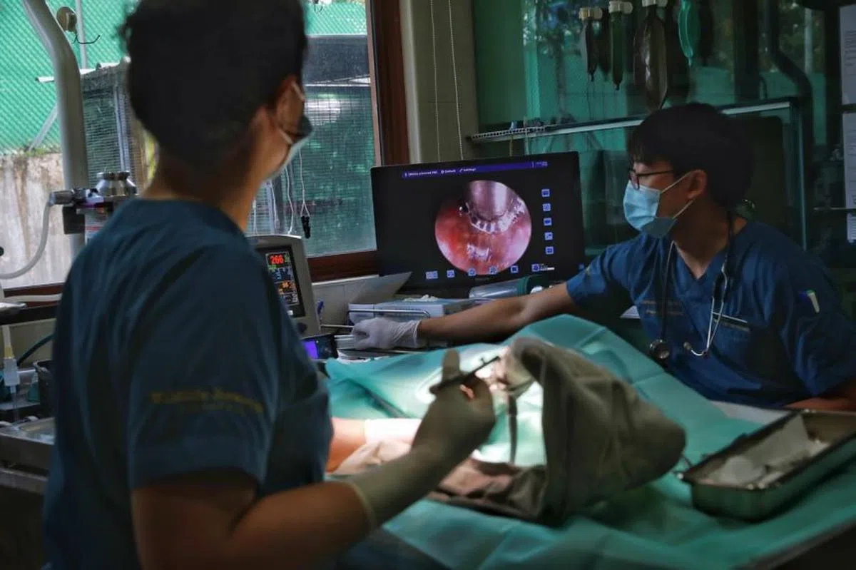  一只犀鸟正在接受内窥镜检查。（海峡时报） 