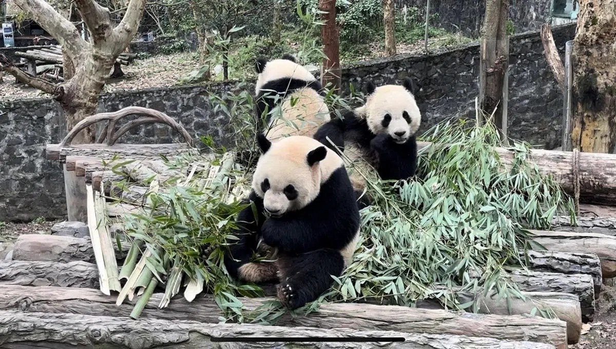 亲爱的叻叻（前排），你在四川过得还好吗？（联合早报）