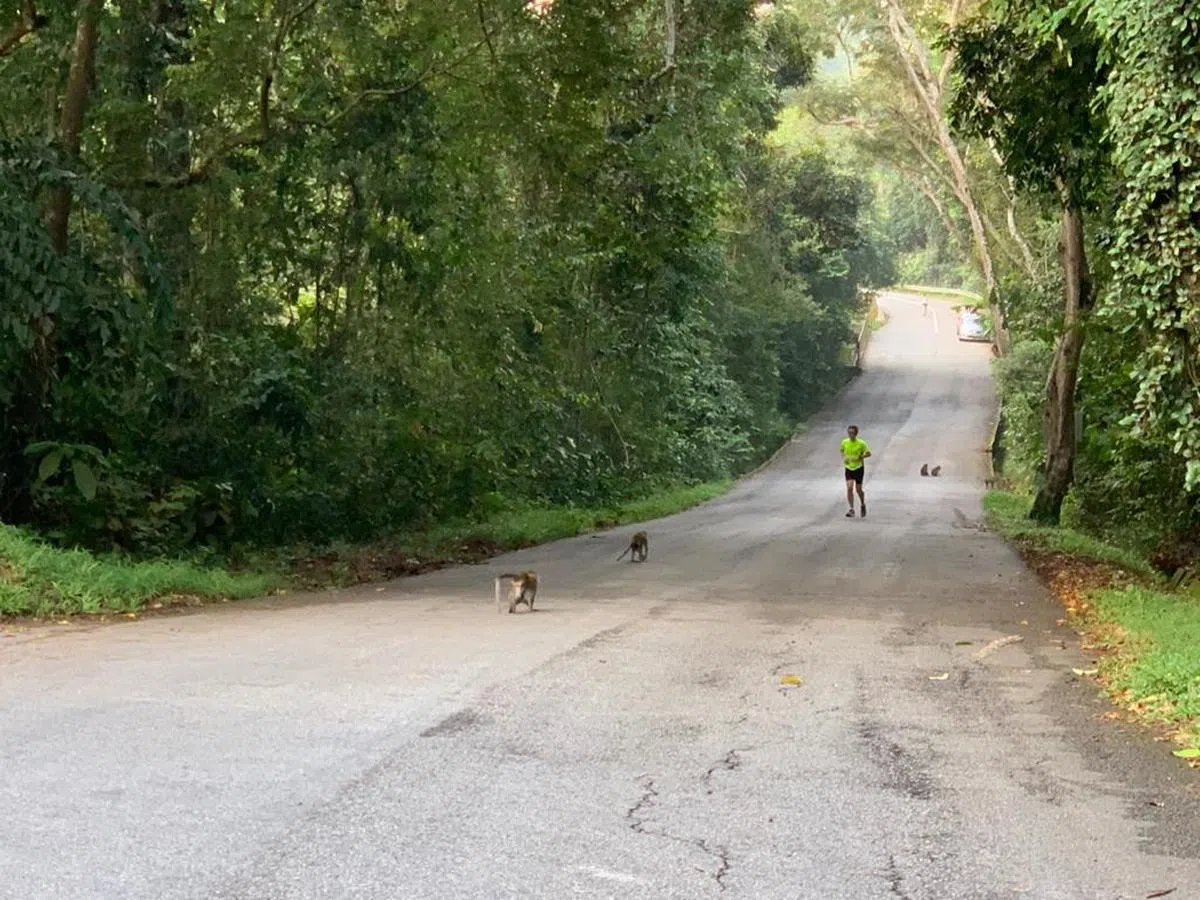 射靶场路上，经常猴子比人和车子还要多。（叶孝忠摄）