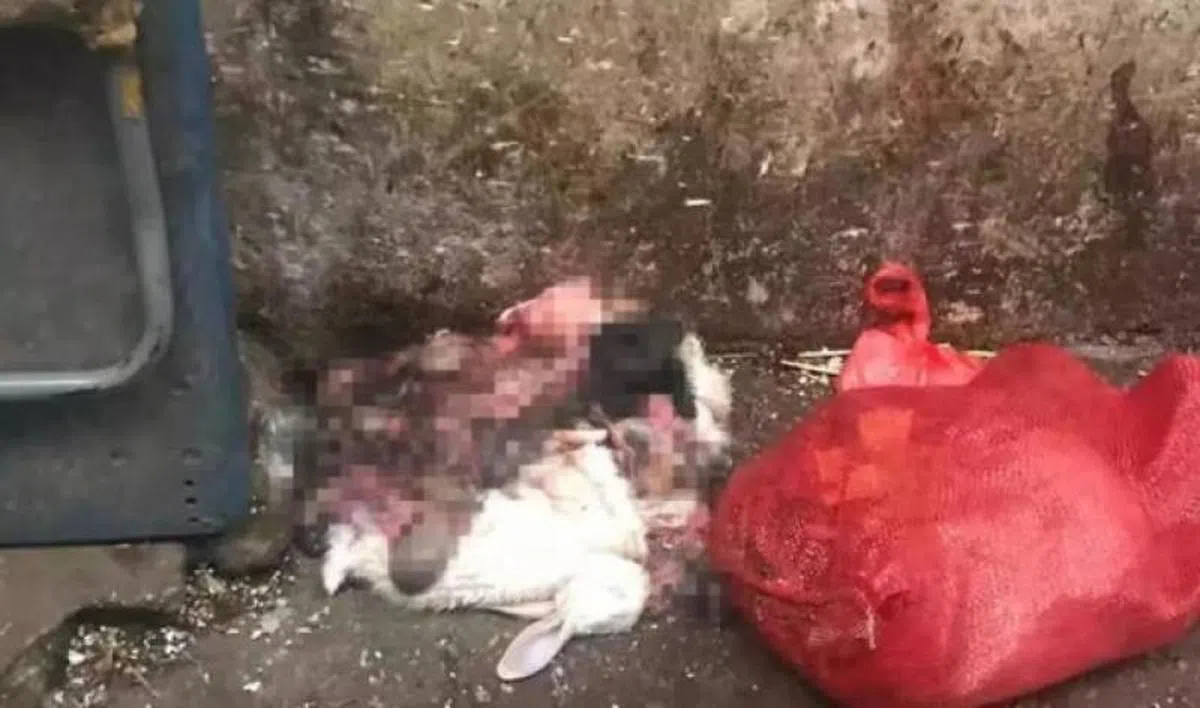  市场有几家卖野味的店铺，地上有被丢弃的兔子头及动物内脏。（互联网） 