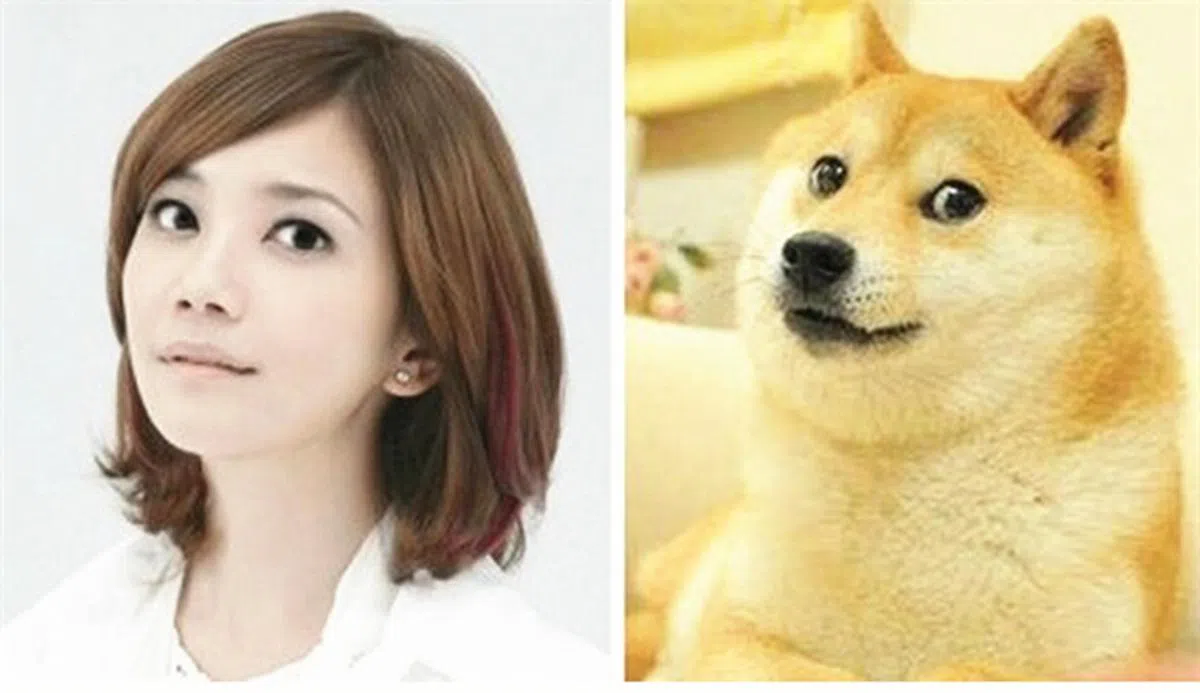  长得像梁静茹的柴犬。（互联网） 