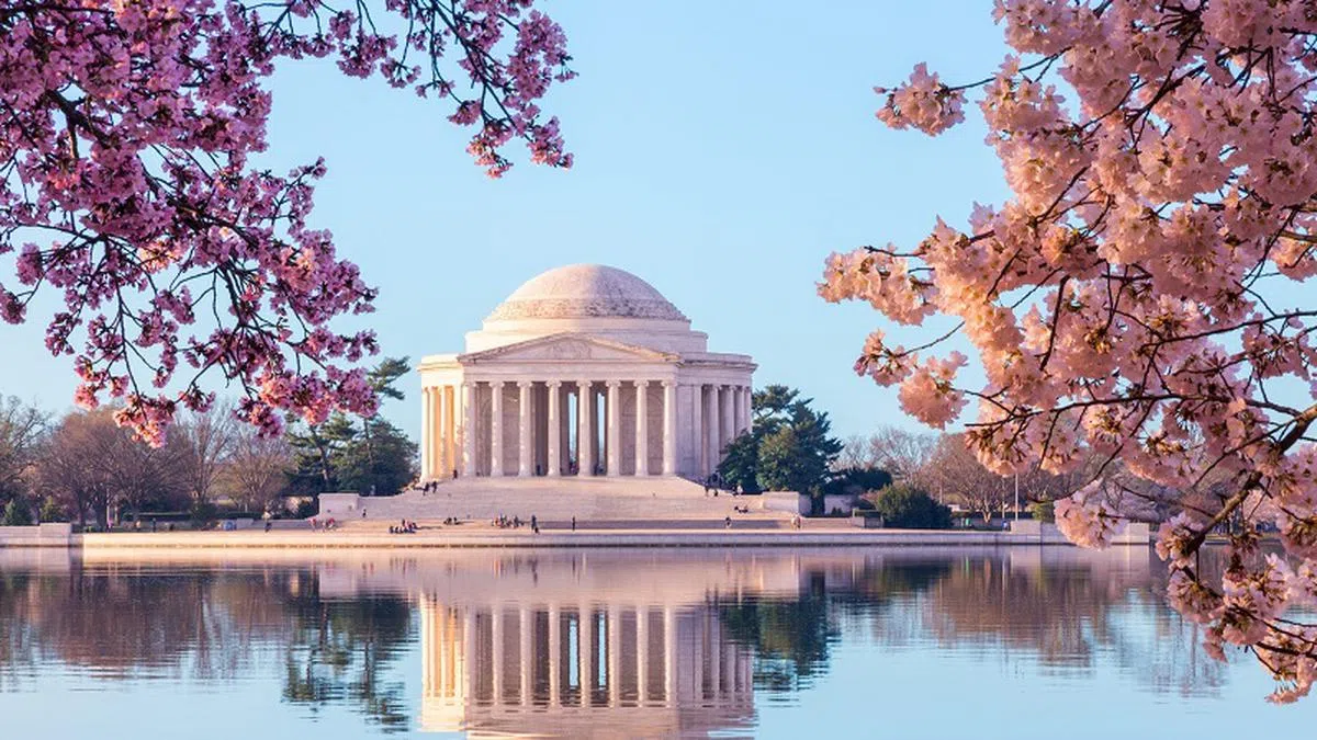  春天樱花盛开的华盛顿。（USA Today） 