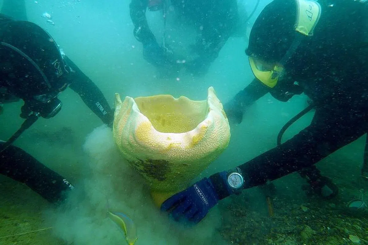  2011年，海洋科学家还在南部海域发现造型独特的杯状大海绵（Neptune's cup sponge）。（新加坡国家公园局） 