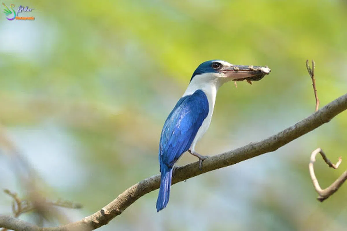  白领翡翠。（Alder’s Bird-watching notes)  