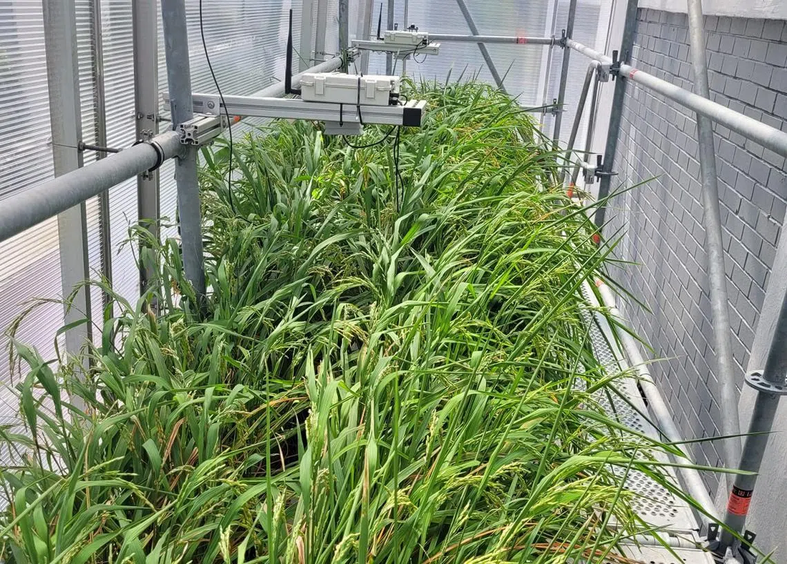 新加坡也有自己的“国产米”：淡马锡稻米。（淡马锡机构提供）