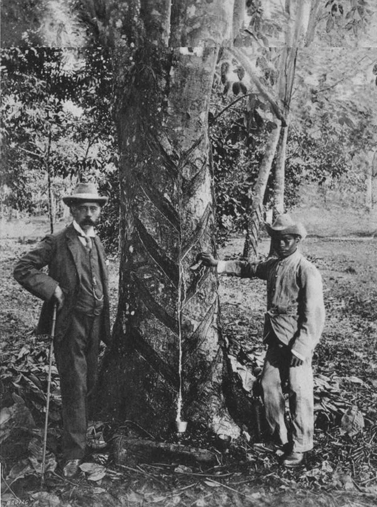  亨利·李德里和橡胶树合影。（国家公园局） 