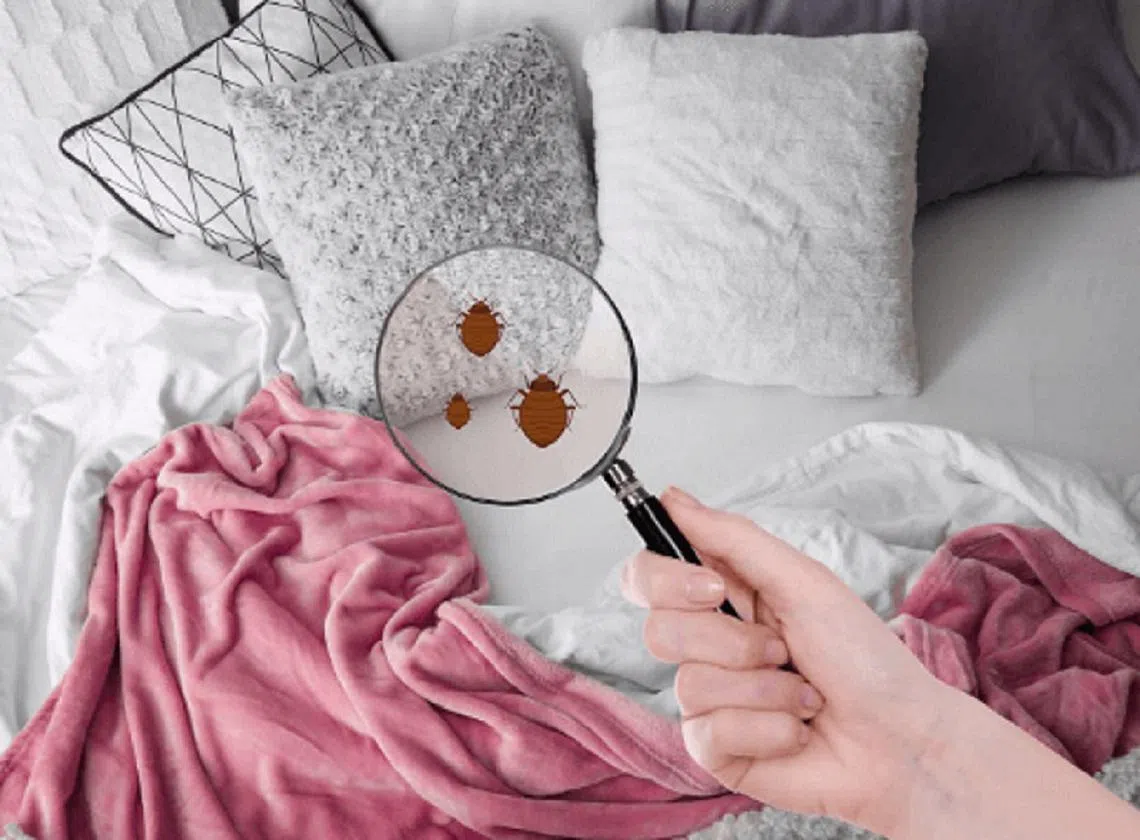 一张床上能有多少只尘螨？答案是八位数。（互联网制图）