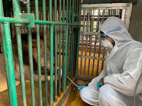印度动物园一名兽医全副武装，照料染疫的狮子。（Arignar Anna Zoological Park）