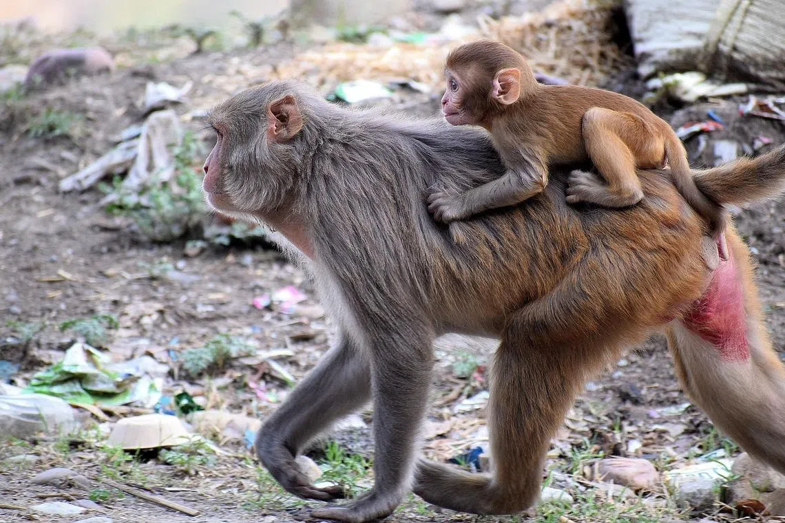 猕猴宝宝喜欢挂在母亲身上。