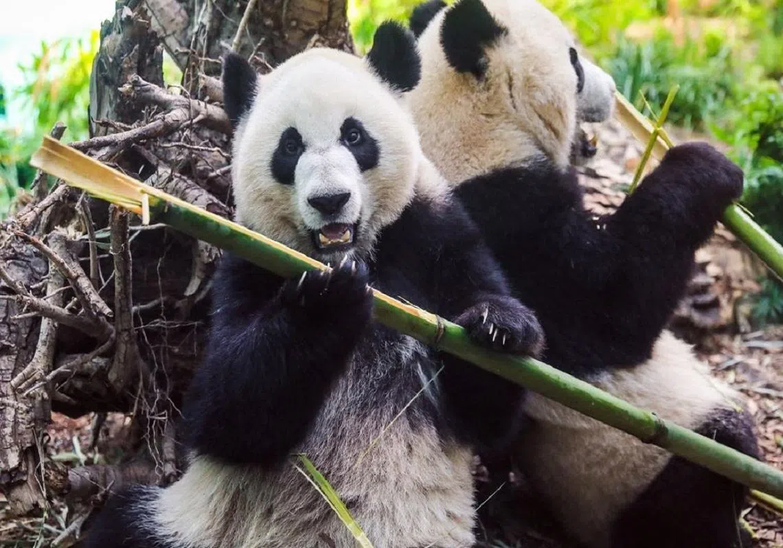 （卡尔加里动物园官网） 