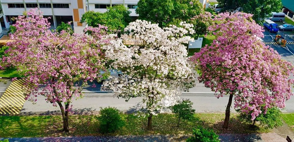  组屋区邻里。（国家公园局面簿） 