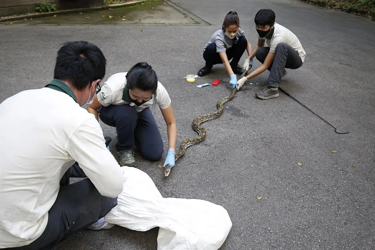 抓一条蟒蛇要出动四个人。（联合早报）