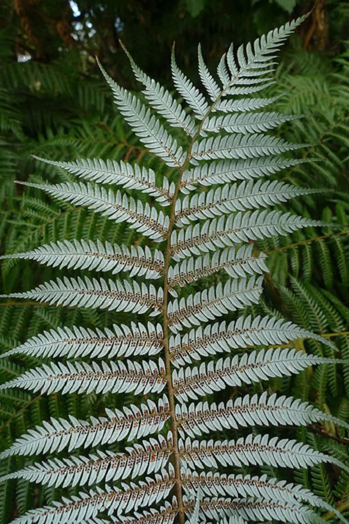  银蕨。（新西兰博物馆网站） 