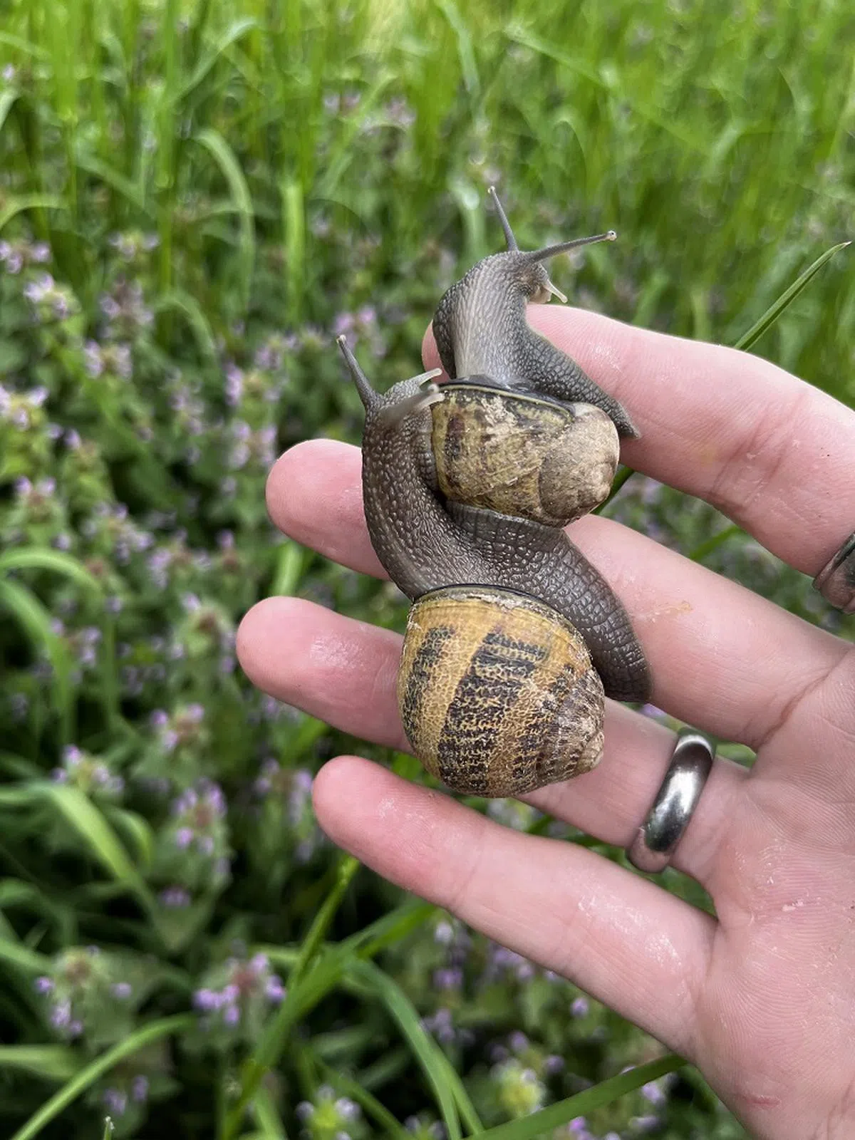 （WholeSnail官网）