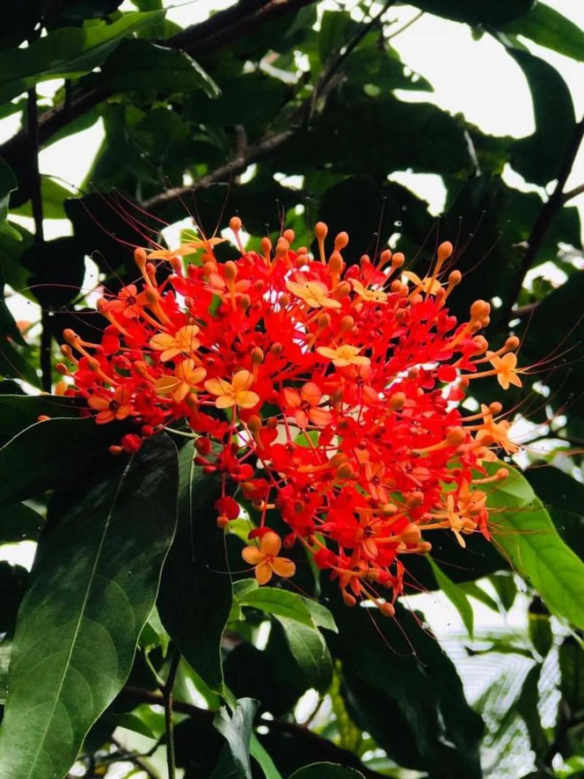  白沙公园内的红色无忧树（Red Saraca）。（Kalthom Abd Latiff） 