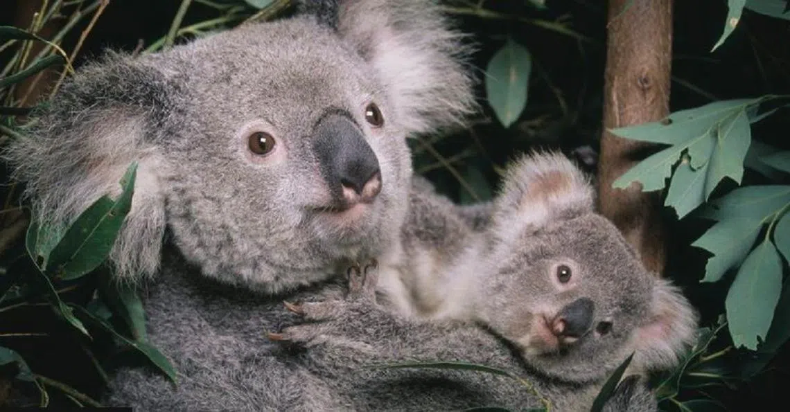 澳洲政府报告将无尾熊列为濒危品种。（Getty Images）