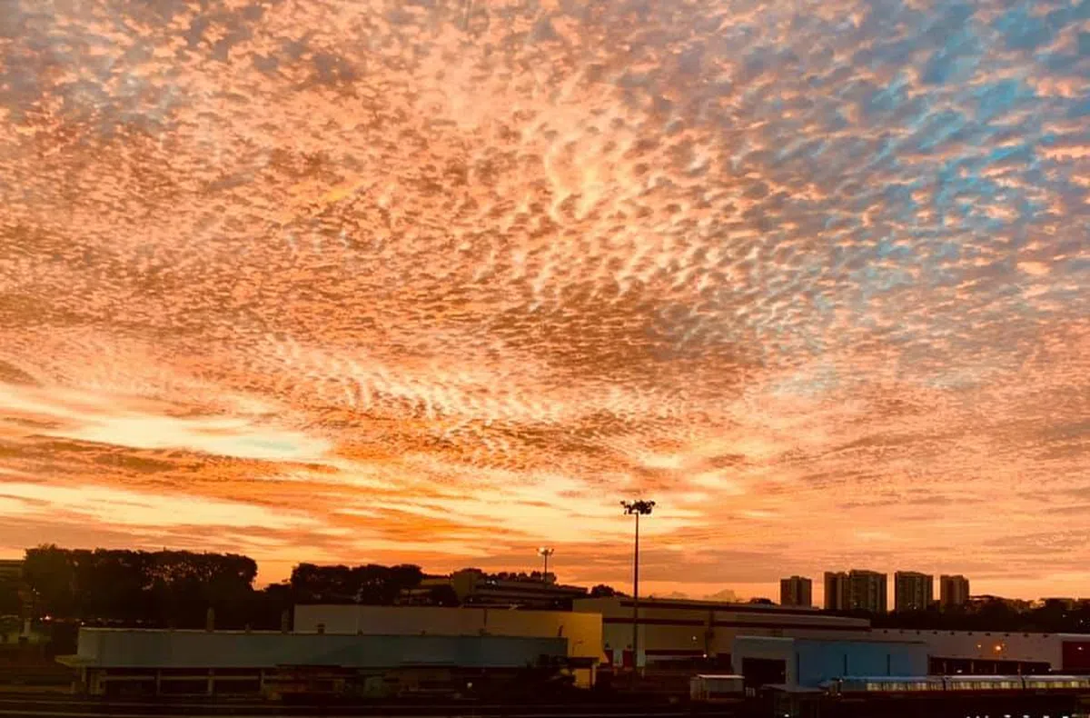  （取自戴燕面簿） 