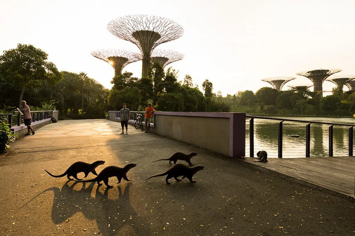  你以为我们玩了一整天累了回家去？NO, NO, 我们和很多日间肉食动物一样，通常在黎明和黄昏时最活跃，睡眠时间是在晚上8时至清晨5时之间。我们现在要去滨海湾公园散个步。 