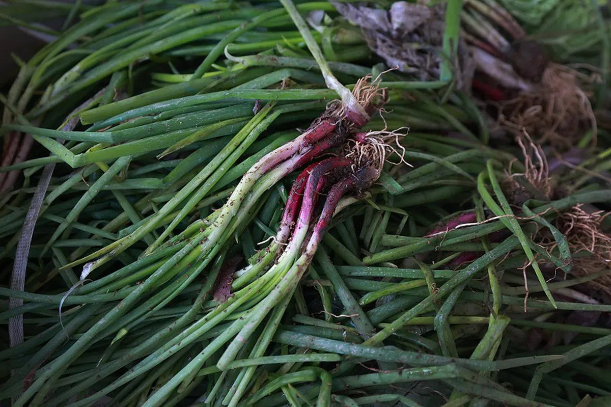 报告指出，农夫因认为蔬果的外观未能达到顾客的标准，因此自行“淘汰”把它们留在农田里。（海峡时报）