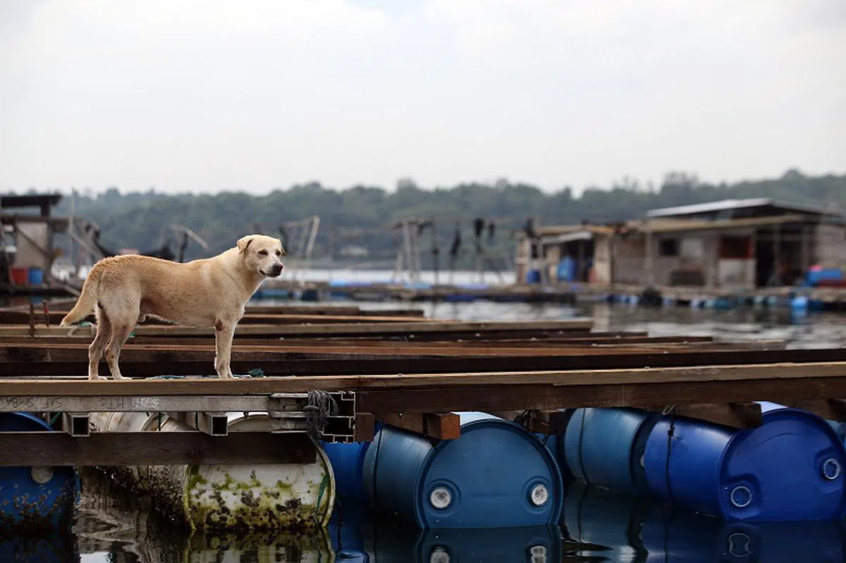  毗邻乌敏岛的阿华奎笼，最有“人气”的就是狗儿“白毛”。（联合早报） 