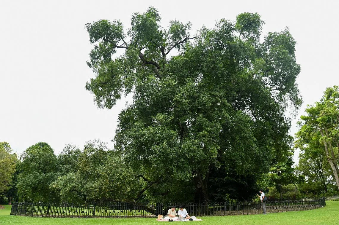 前人种树，后人能让他人一起乘凉吗？（海峡时报）