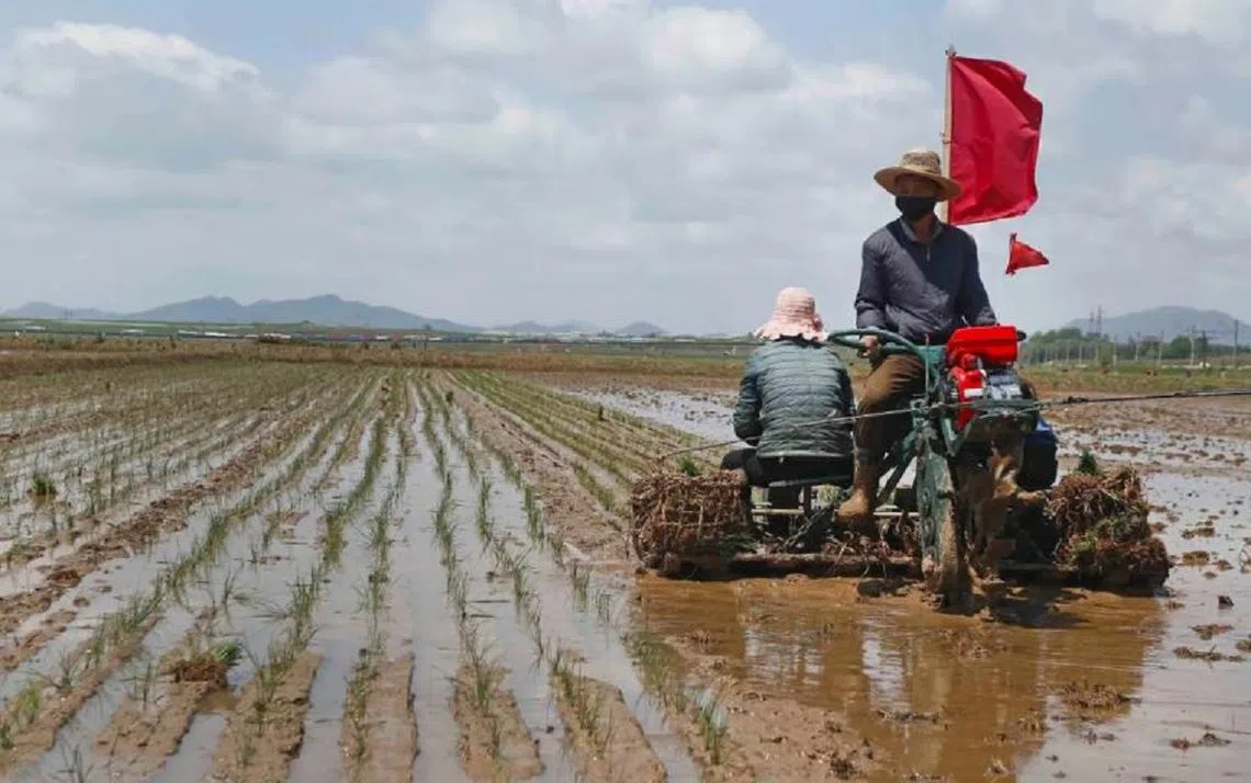 朝鲜的粮食供应被指低于满足人类最低需求的数量。（美联社）