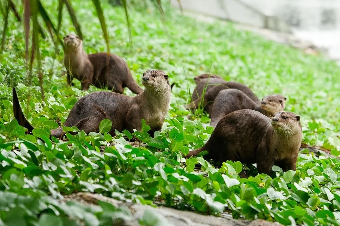 为减少人獭之间的摩擦，国家公园局正研究是否有必要推行绝育计划。（联合早报）