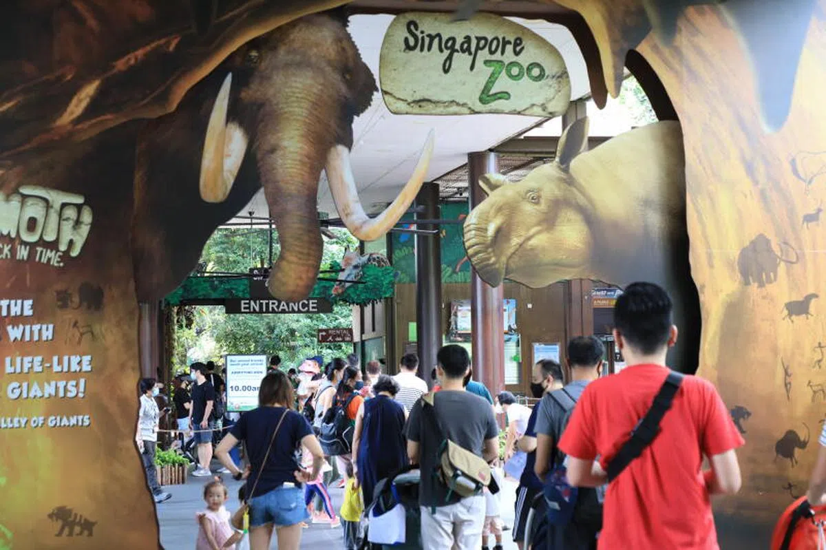  新加坡动物园在刚过去的周末迎来本地家庭访客。（联合早报） 