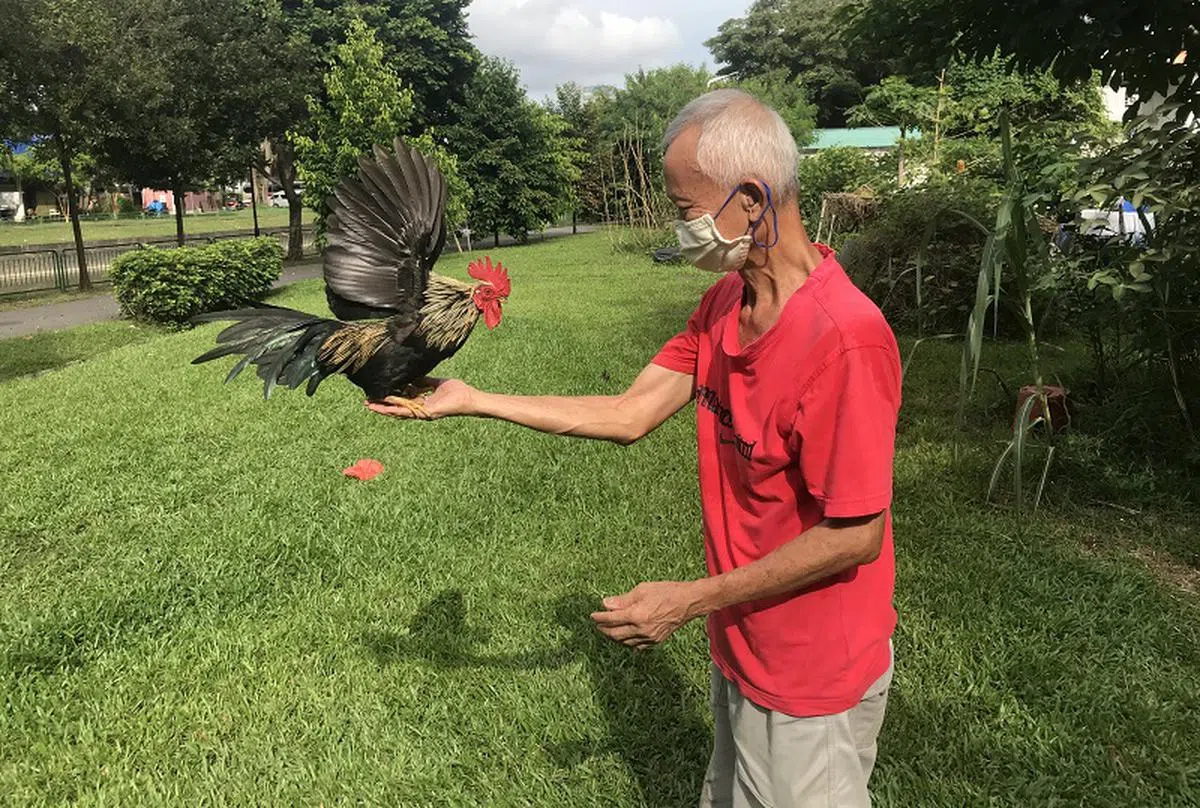  芽笼三巷拆迁后，原本住在那里的住户搬去了组屋，却带不走他们的家禽小伙伴。（新明日报） 