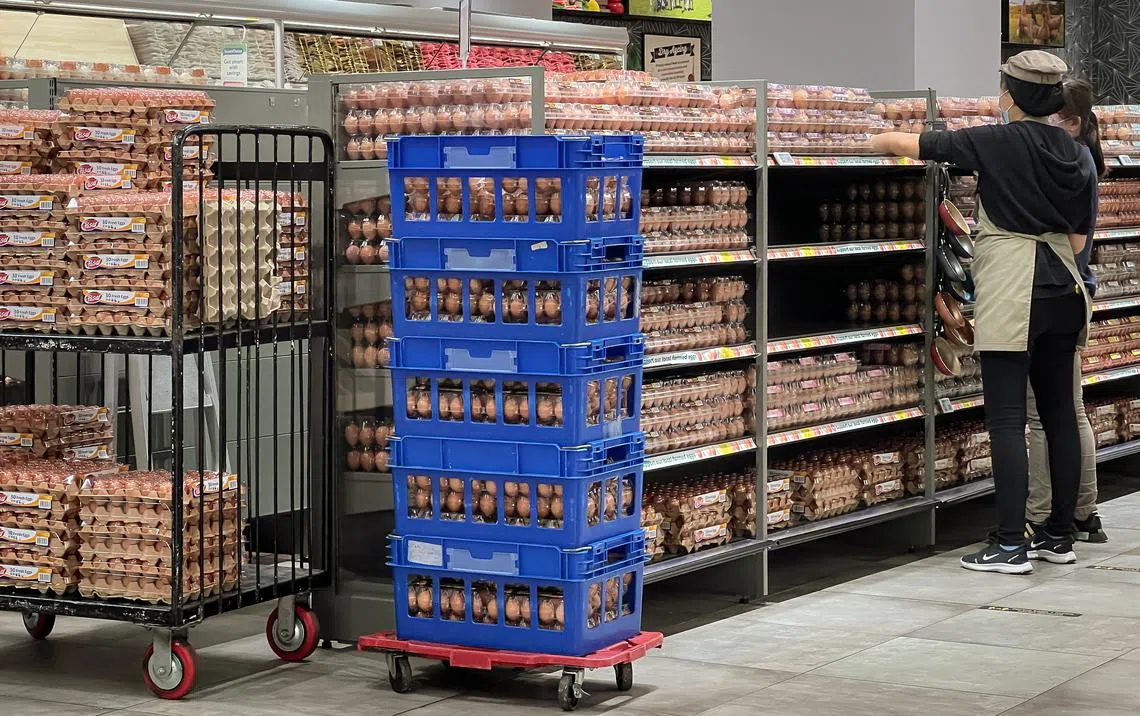 马国目前仍是本地鸡蛋的最大进口来源。（海峡时报）