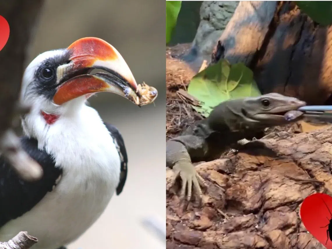 （圣安东尼奥动物园脸书）