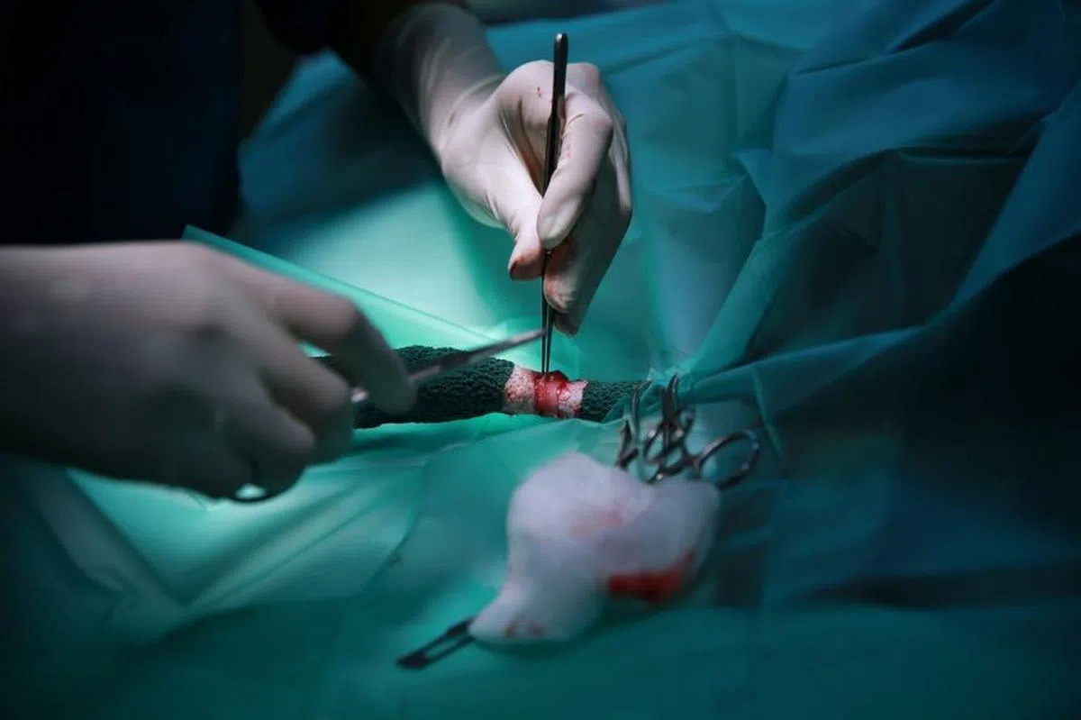  一只获救的凤头鹰鵰（Changeable Hawk Eagle）的右脚正在动一个小手术。（海峡时报） 