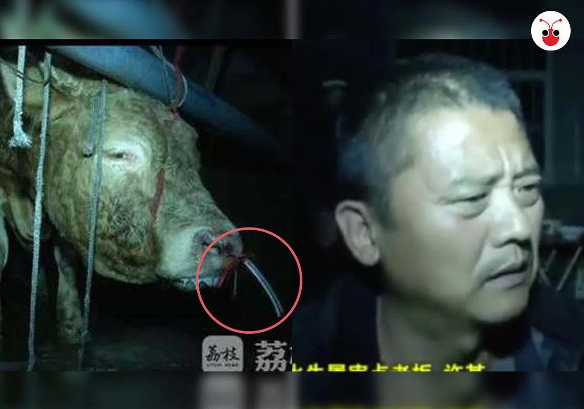 黄牛鼻孔被插管至胃注水，老板受访时疑惑表示：它不痛苦。（视频截图）