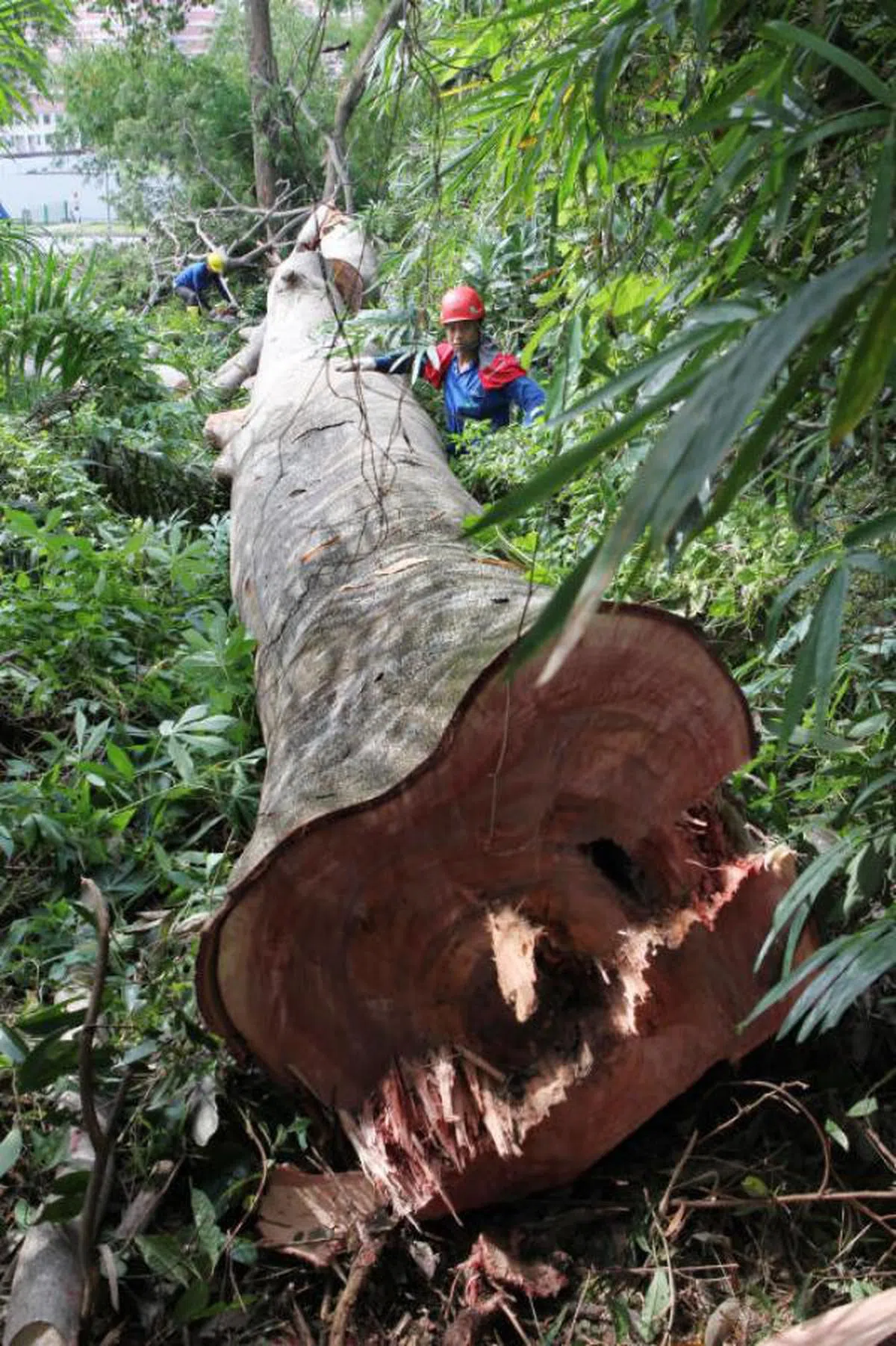  从内部开始蛀掉的大树被当局砍掉以确保安全。（联合早报） 