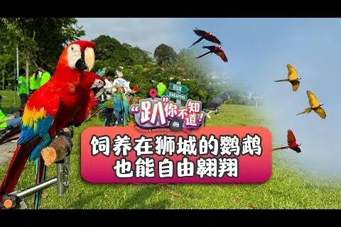 【“趴”你不知道】饲养在狮城的鹦鹉   也能自由翱翔