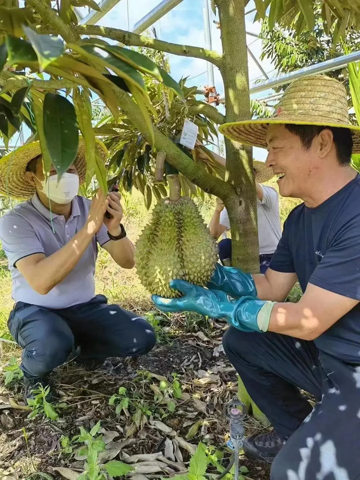 中国学者认为，中国国产榴梿难以复制进口榴梿的味道。（取自三亚新闻网）