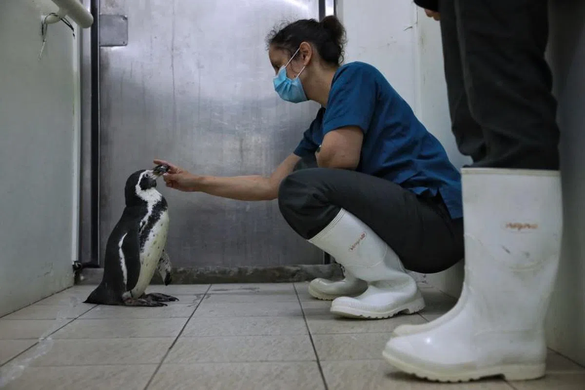  兽医Ellen Rasidi为患有白内障的年长洪堡企鹅检查。（海峡时报） 