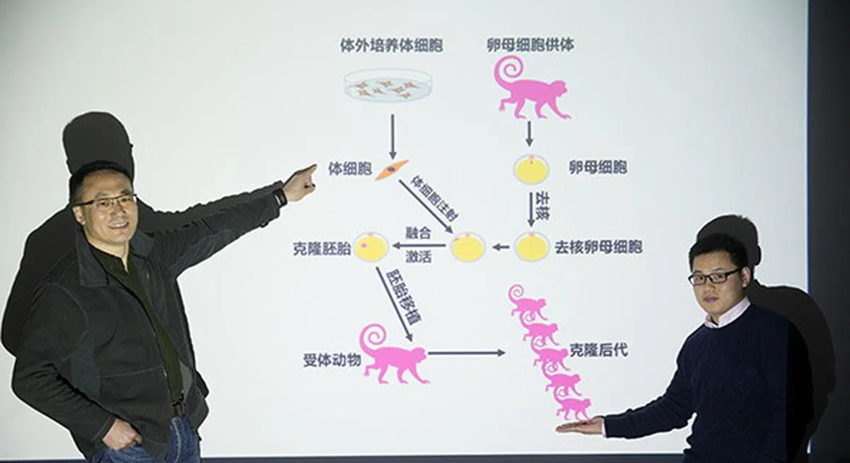  左起是中科院神经科学研究所孙强研究员和刘真博士。（新华社） 