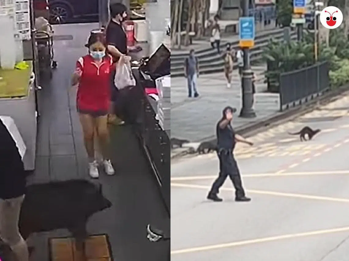 左图：出现在义顺公园附近的野猪逃窜过程中闯进一个咖啡店，吓得两名女店员花容失色；右图：新加坡总统府外的水獭家族想横过大街，警卫叔叔们赶紧出来拦截车子长达2分钟，让16只水獭安安全全过马路。（红蚂蚁制图）