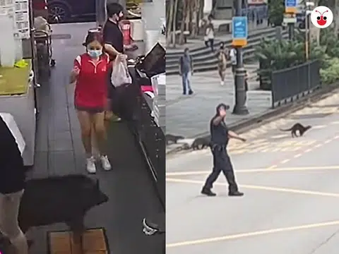 左图：出现在义顺公园附近的野猪逃窜过程中闯进一个咖啡店，吓得两名女店员花容失色；右图：新加坡总统府外的水獭家族想横过大街，警卫叔叔们赶紧出来拦截车子长达2分钟，让16只水獭安安全全过马路。（红蚂蚁制图）