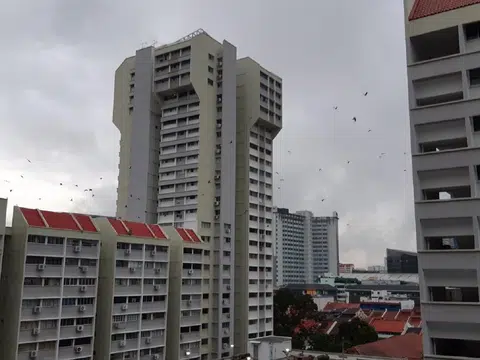 新加坡组屋普遍都会面临鸟患问题，全岛各处的市镇理事会经常接到与鸟相关的居民投诉。（新明日报）