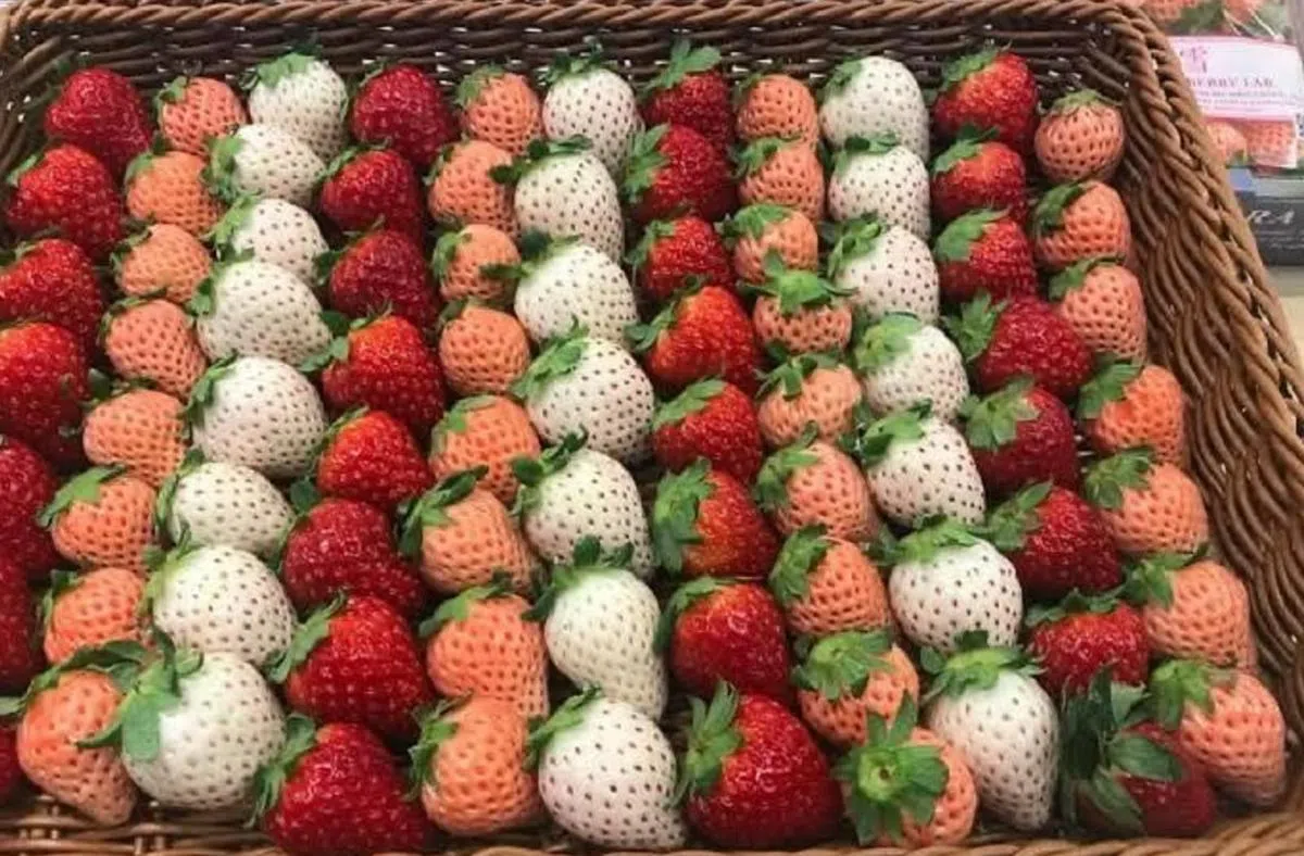 三种颜色，任君选择。（奈良草莓实验室）