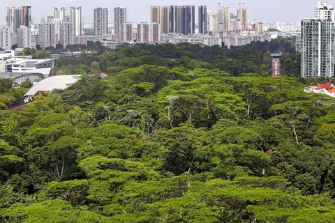 在城市中、在住家旁看到大片绿地，是新加坡人熟悉的景象。（联合早报）