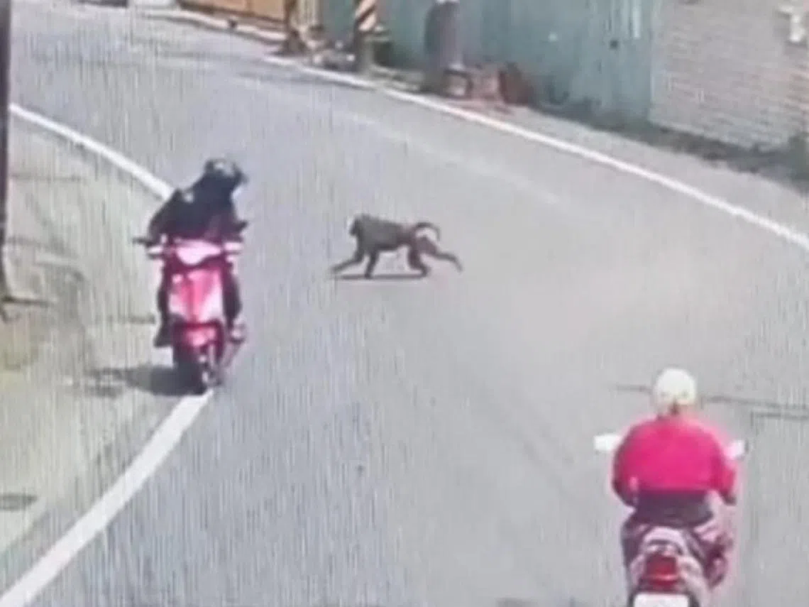 3月10日的台湾桃园地区，民众忽然目击有只疑似猴子的动物在大马路上闲晃。（路上观察学院脸书）