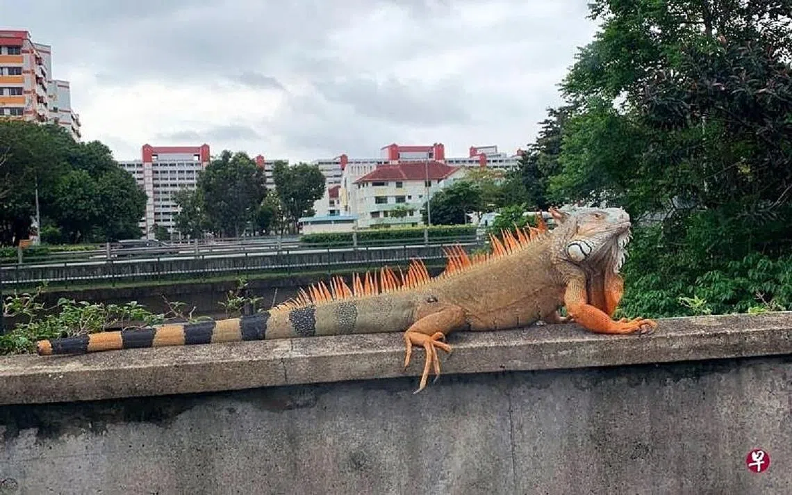 蔡厝港惊现外表吸睛的绿鬣蜥。 (联合早报)