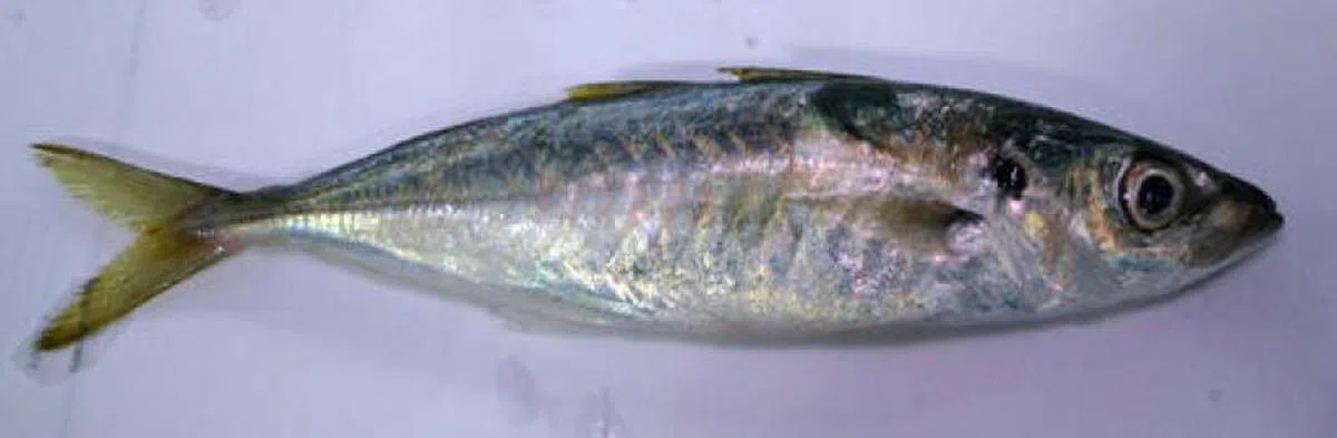  巴宋鱼。（互联网） 