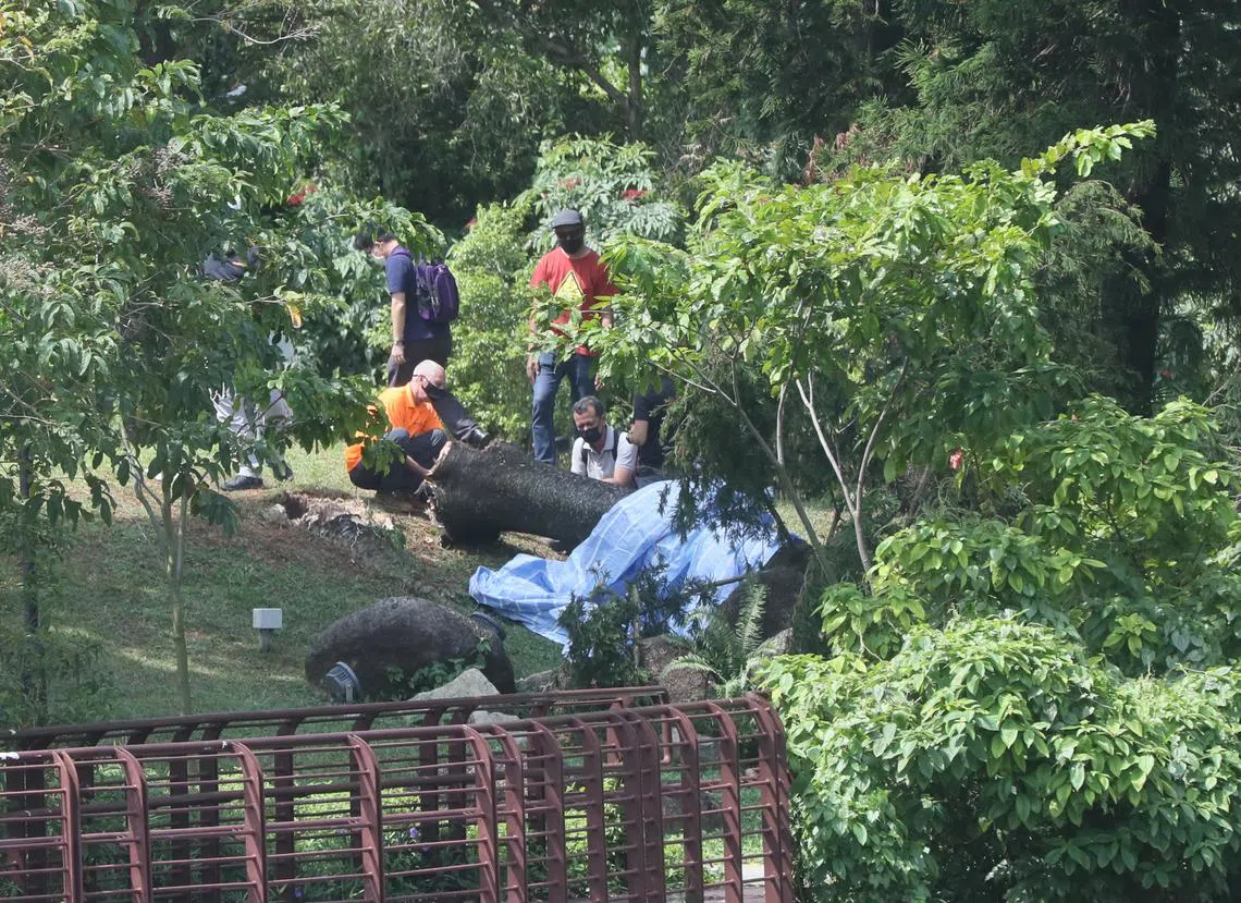 大树压死女生，危险就在我们身边，（新明日报）
