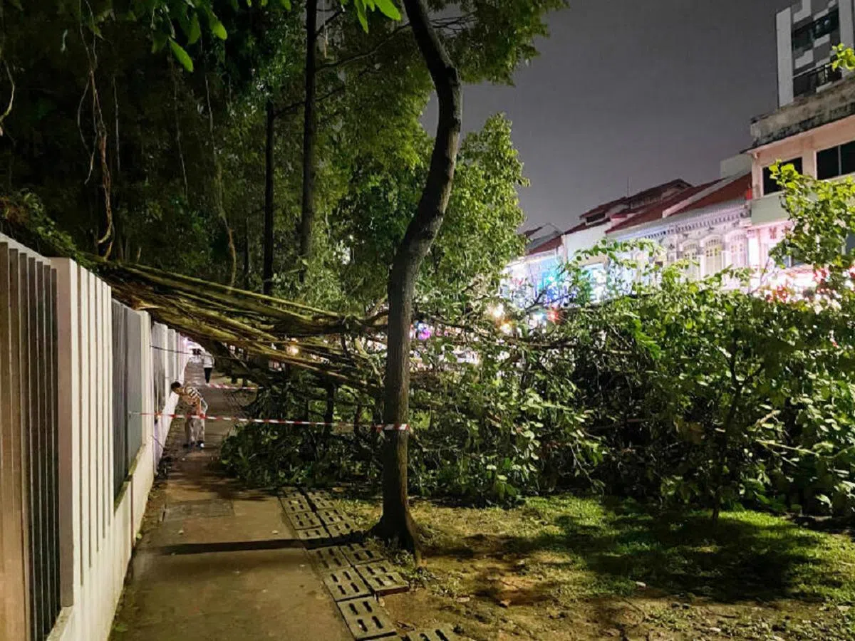 吉真那路（Kitchener Road）附近的大树被大风刮倒。