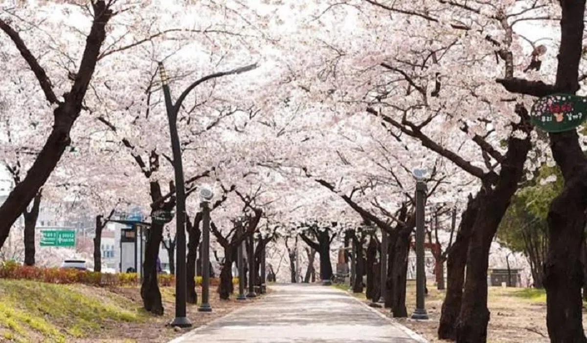  大邱是赏樱花的热门旅游景点。（互联网） 